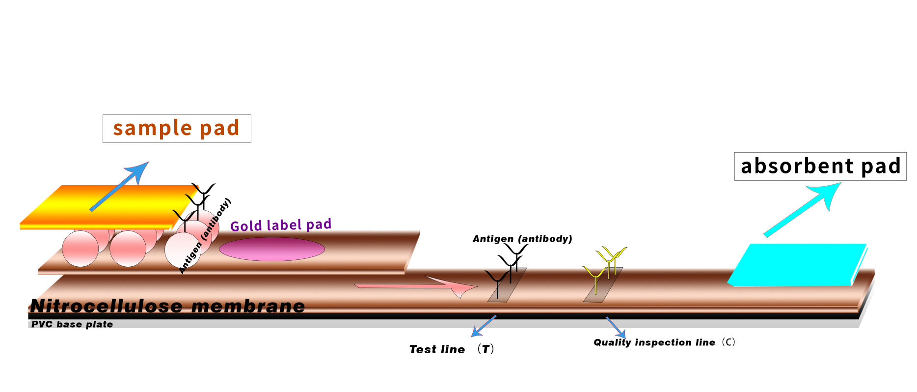 COVID-19 TEST